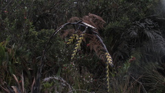 Tillandsia clavigera