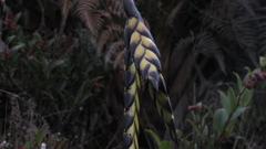 Tillandsia clavigera