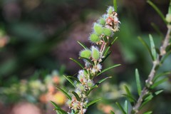Aotus lanigera