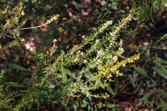 Aotus lanigera