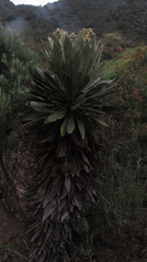 Espeletia rabanalensis