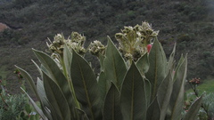 Espeletia rabanalensis