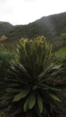 Espeletia rabanalensis