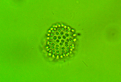 Coelosphaerium