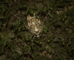 Barea nymphica
