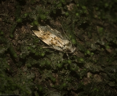 Barea nymphica