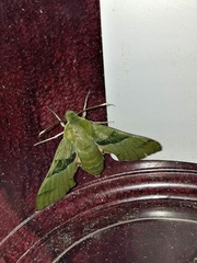 Proserpinus terlooii