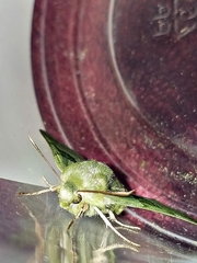 Proserpinus terlooii