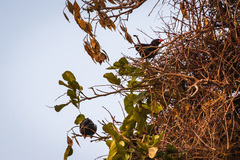 Bubalornis niger niger