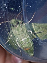 Proserpinus terlooii