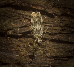 Barea nymphica