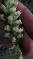 Gomphichis