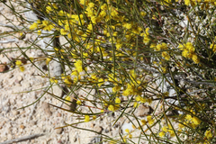 Acacia granitica