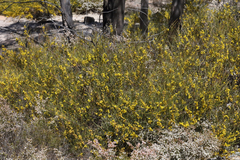Acacia granitica