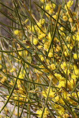 Acacia granitica