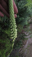 Gomphichis