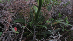 Gomphichis