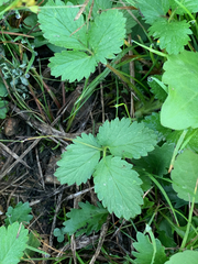 Fragaria × ananassa