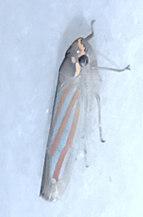 Ferrariana trivittata