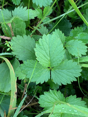 Fragaria × ananassa