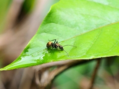 Polyrhachis illaudata