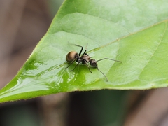 Polyrhachis illaudata