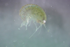 Hyalella azteca