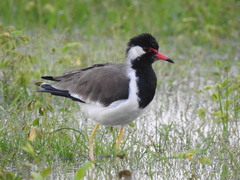 Vanellus indicus