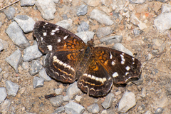Anthanassa argentea