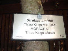 Streblus smithii