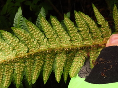 Polystichum setigerum
