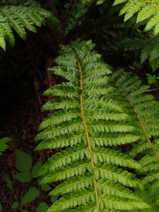 Polystichum setigerum