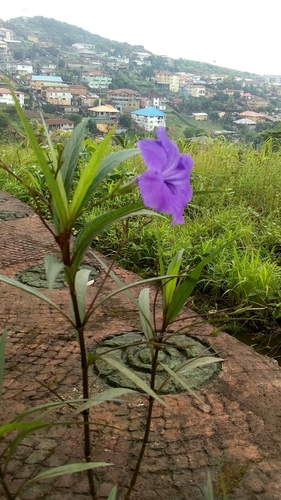 Ruellia image