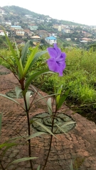 Ruellia simplex image