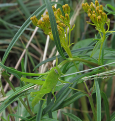 Schistocerca serialis cubense