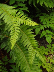 Polystichum setigerum