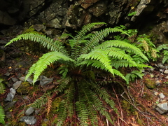 Polystichum setigerum