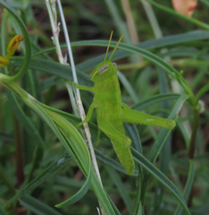 Schistocerca serialis cubense
