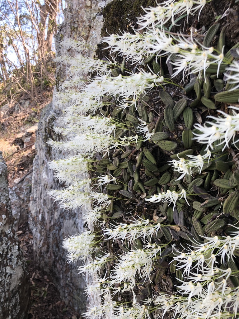 Dendrobium linguiforme