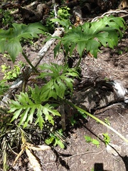 Philodendron warszewiczii