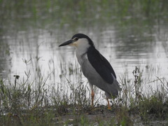 Nycticorax nycticorax