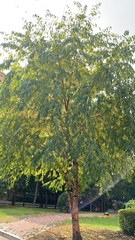 Magnoliopsida