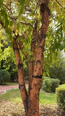 Magnoliopsida