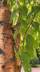 Magnoliopsida