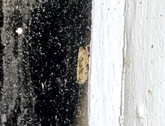 Sparganothis sulfureana