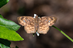 Polyctor enops