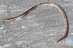 Bascanichthys bascanium