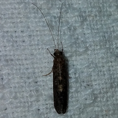 Annulipalpia