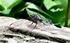 Orthetrum sabina