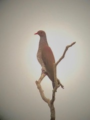 Patagioenas speciosa